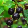 42 Sorte crne ribizle otporne na bolesti i štetočine