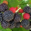 6 Crnih bobica sličnih kupinama