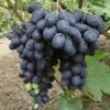 7 Najboljih super ranih sorti grožđa i njihove karakteristike