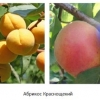 Apricot khabarovsk