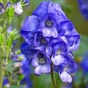 Akonite arends (aconitum carmichaelii arendsii): fotografija i opis