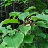 Actinidia acute