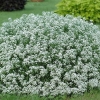 Snježne princeze alyssum (lobularia snježna princeza): fotografija, opis, recenzije