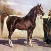 Arapska rasa konja