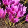 Colchicum lijep (veličanstven): opis, fotografija