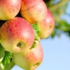 Prednosti kiselih jabuka