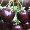 Cherry diber crna