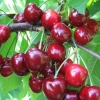 Cherry teremoshka