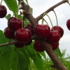 Cherry tyutchevka