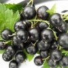 Perun od crne ribizle
