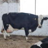 Crno-šarena rasa krava