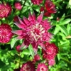 Astrantia cvijet: fotografija i opis, visina, recenzije