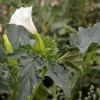 Datura trava: kako izgleda, gdje raste, svojstva