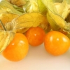 Physalis bobica