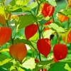 Physalis kod kuće