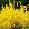 European forsythia: fotografija i opis