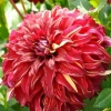 Dahlia bohemian spartacus