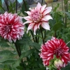 Dahlia santa claus