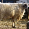 Hisarska rasa ovaca