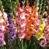 Gladiolus: sorte sa fotografijama i imenima
