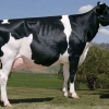 Holstein rasa krava