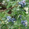Blueberry bluegold