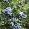 Borovnica denis plava (deniz plava): opis i karakteristike sorte
