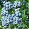 Blueberry northland