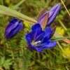 Gentian plućni: fotografija i opis
