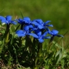 Gentian spring: fotografija i opis