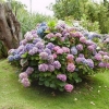 Vrtna hortenzija: sadnja i njega na otvorenom polju