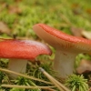 Kavijar od gljiva russula: recepti za zimu