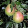 Kruška allegro: opis sorte, fotografija, recenzije