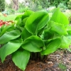 Hosta giant