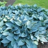 Hosta halcyone