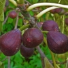 Fig sabrucia
