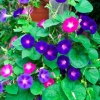 Ipomoea perennial