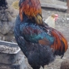 Jajna rasa pilića - araucana