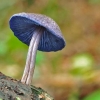 Entoloma jarke boje (jarko obojena ružičasta ploča): fotografija i opis