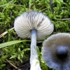 Entoloma plavkasta: fotografija i opis