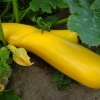 Zucchini yellow banana f1