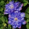 Eksploatacija plave klematisa: recenzije, opis, fotografije