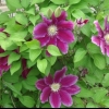 Clematis hania: opis, njega, reprodukcija, fotografija
