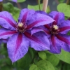 Clematis mrs. Thompson: opis, grupa za orezivanje, fotografija