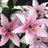 Clematis pink fantasy: grupa rezidbe i opis