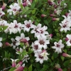 Clematis princeza kate: recenzije i opis