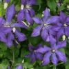 Clematis rhapsody: recenzije, fotografije i opis