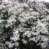 Clematis peckasti sitnocvjetni bijeli