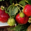 Strawberry borovitskaya