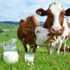 Kad krava daje mlijeko